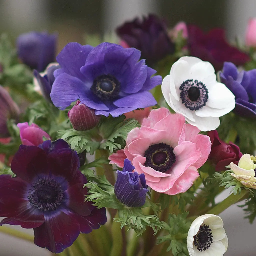 Bouquet anemone