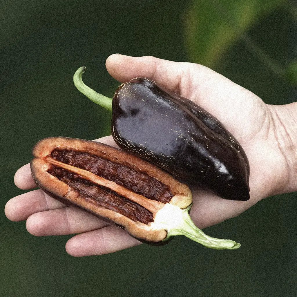 Chili Pepper