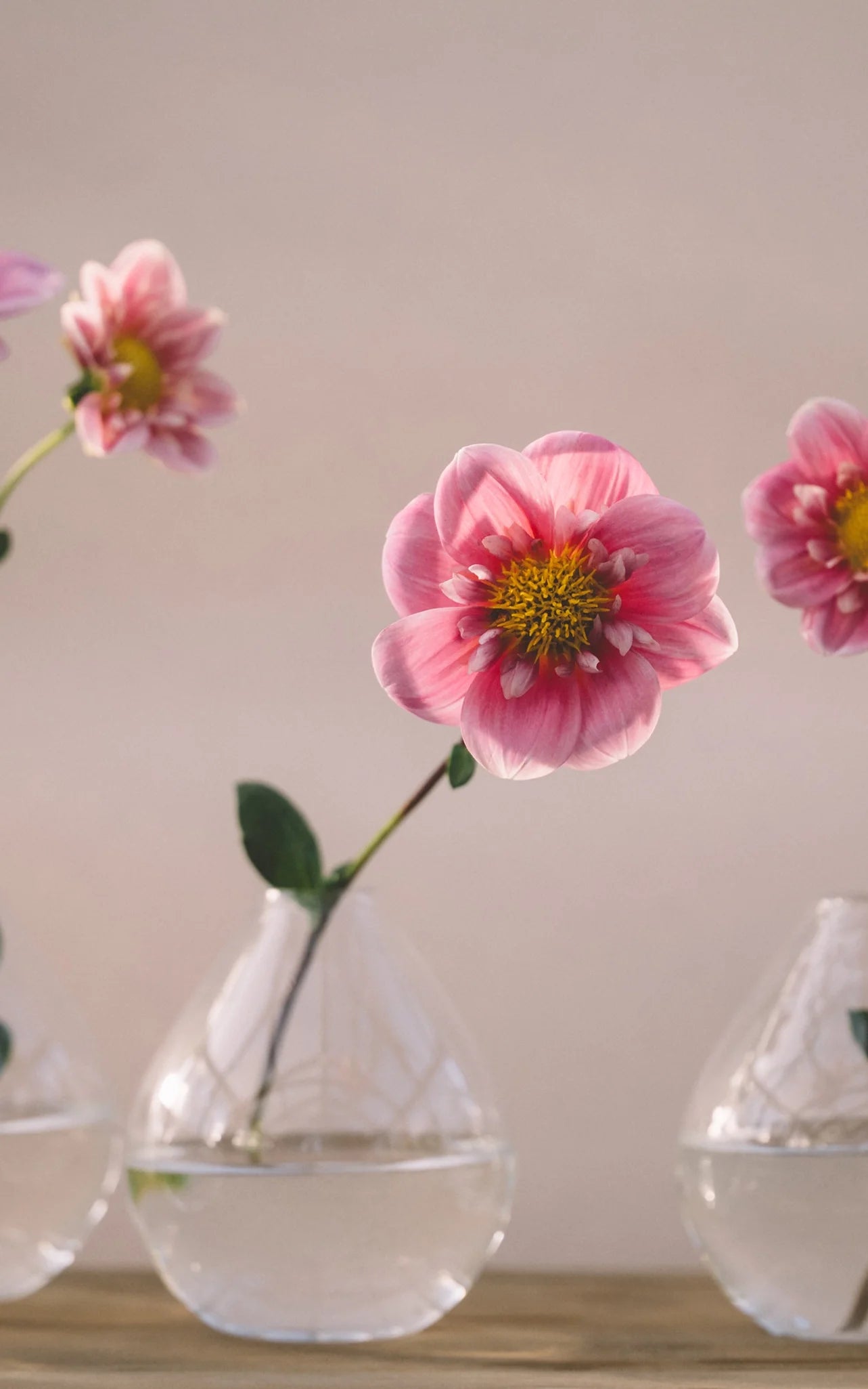 Dahlia Cuttings