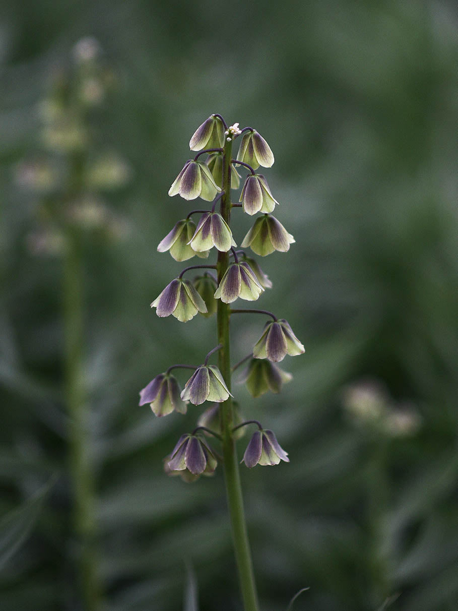 Fritillaries (Fritillaria)