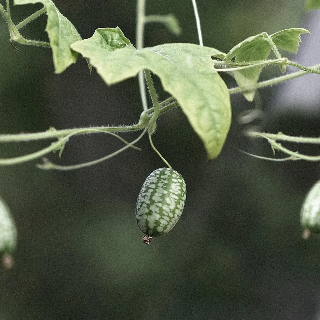 Cucumber Seeds