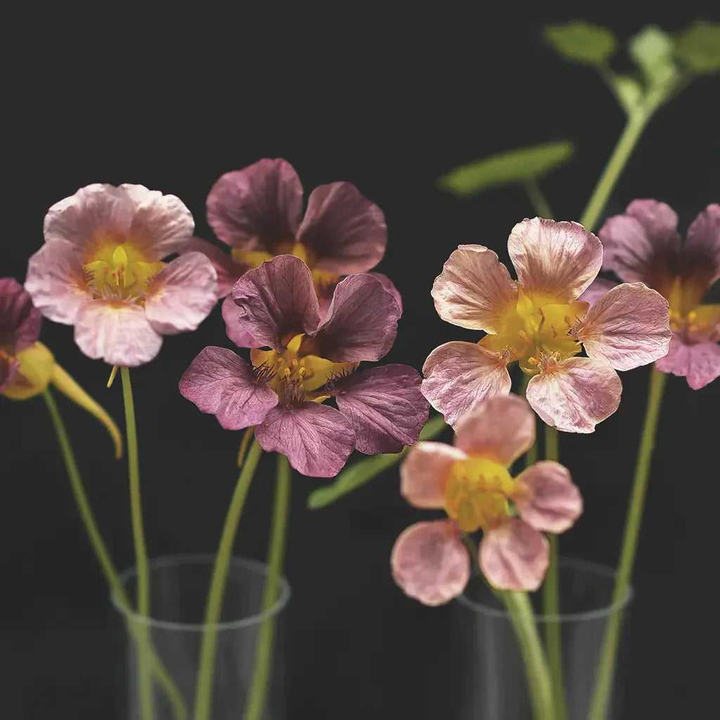 Cress for sowing and growing in the garden