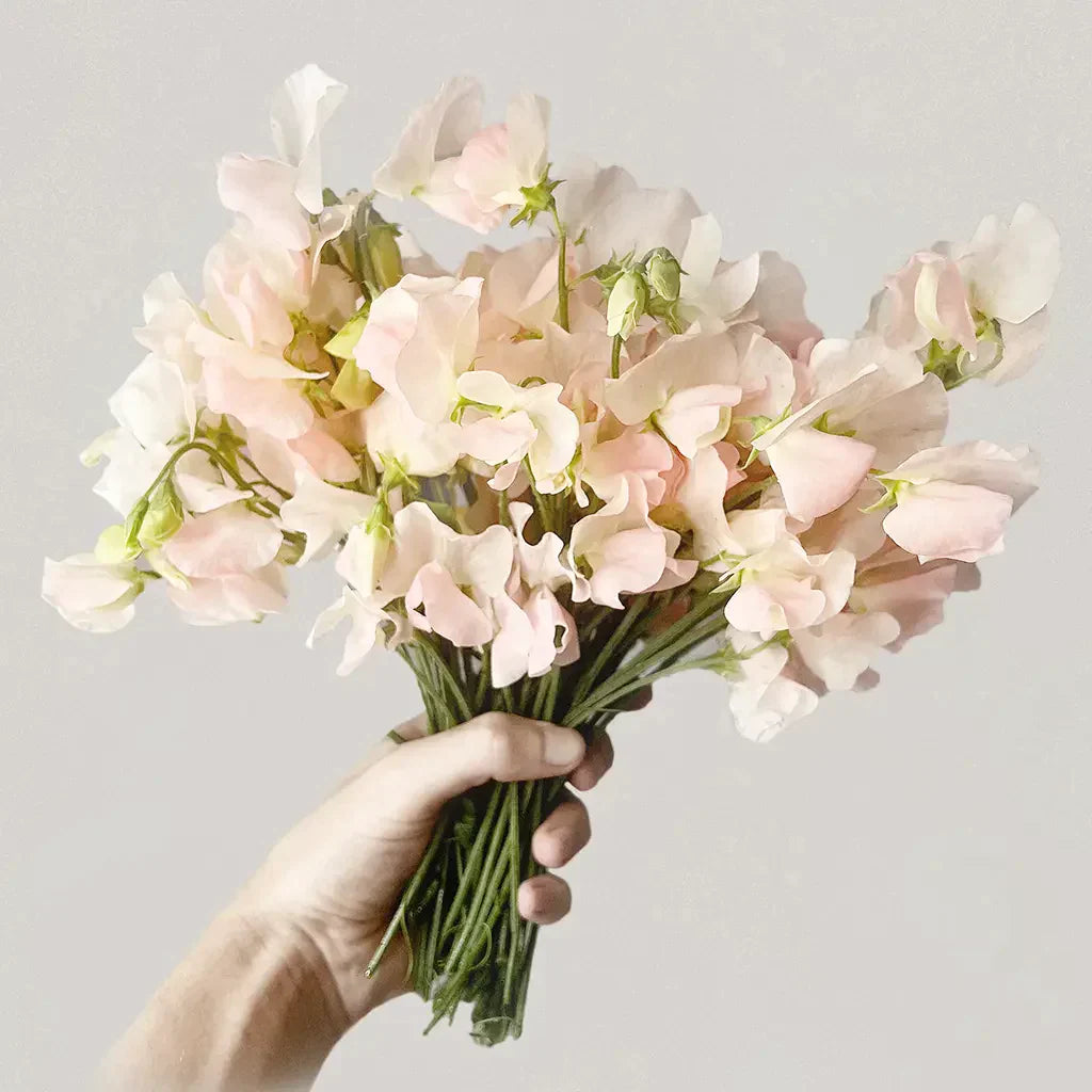 Fragrant sweet peas to grow in your garden