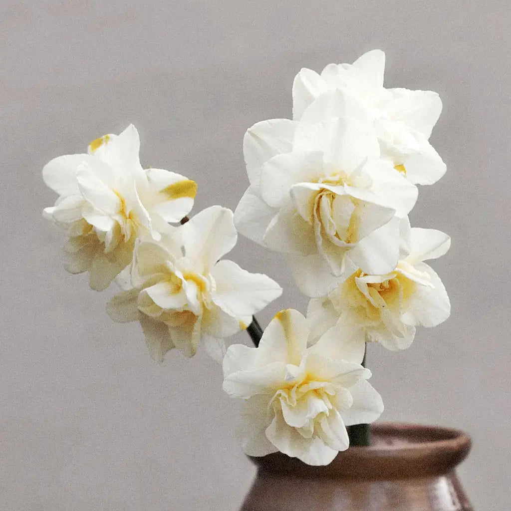 Narcisser