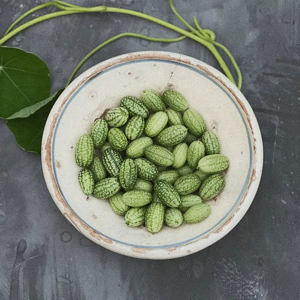 Other vegetable seeds
