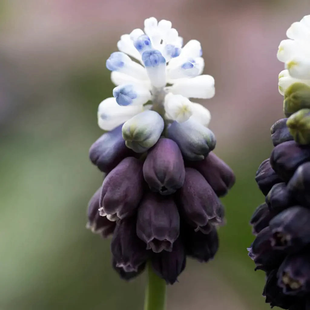 Pearl hyacinth