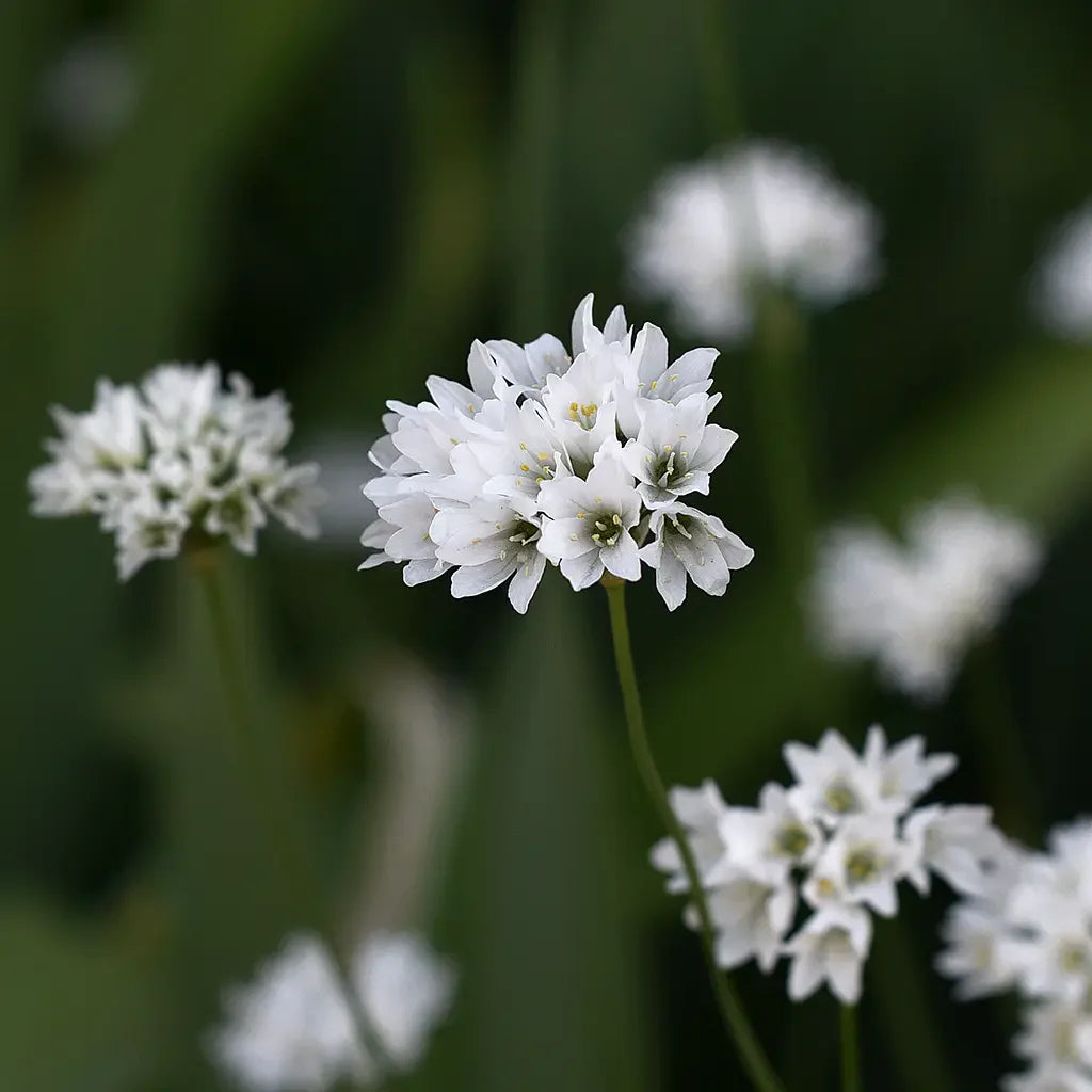 ［新品］SLOTHREAT Allium Allium” | SLOTHREAT