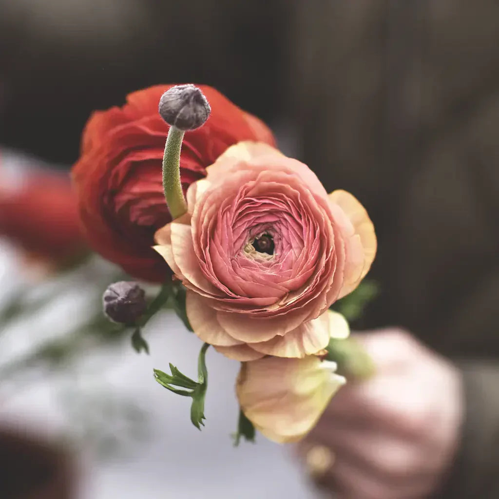 Ranunculus asiaticus in pink and orange