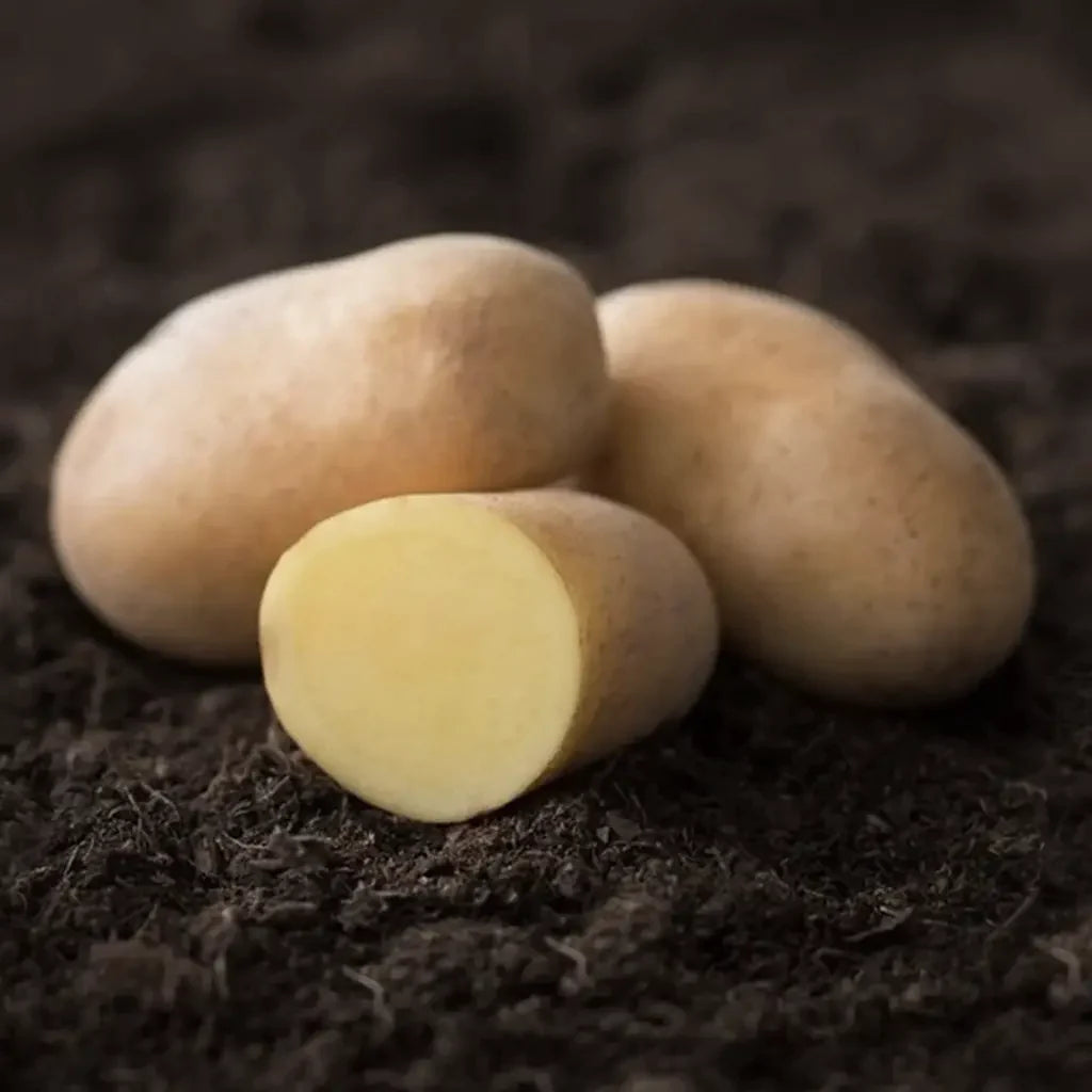 Seed potatoes
