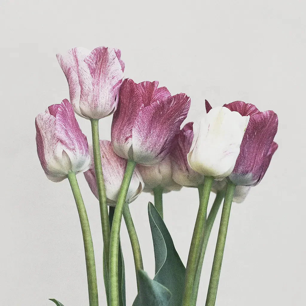 triumphal tulips