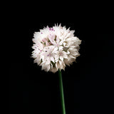 Allium 'Graceful Beauty'