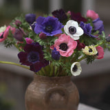 Anemone 'De Caen Mix'