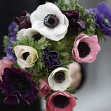 Anemone 'De Caen Mix'