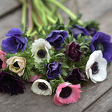 Anemone 'De Caen Mix'