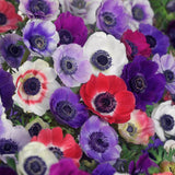 Anemone 'De Caen Mix'