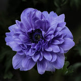 Anemone 'Lord Lieutenant'