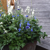 Anemone 'Lord Lieutenant'