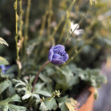 Anemone 'Lord Lieutenant'