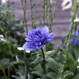 Anemone 'Lord Lieutenant'