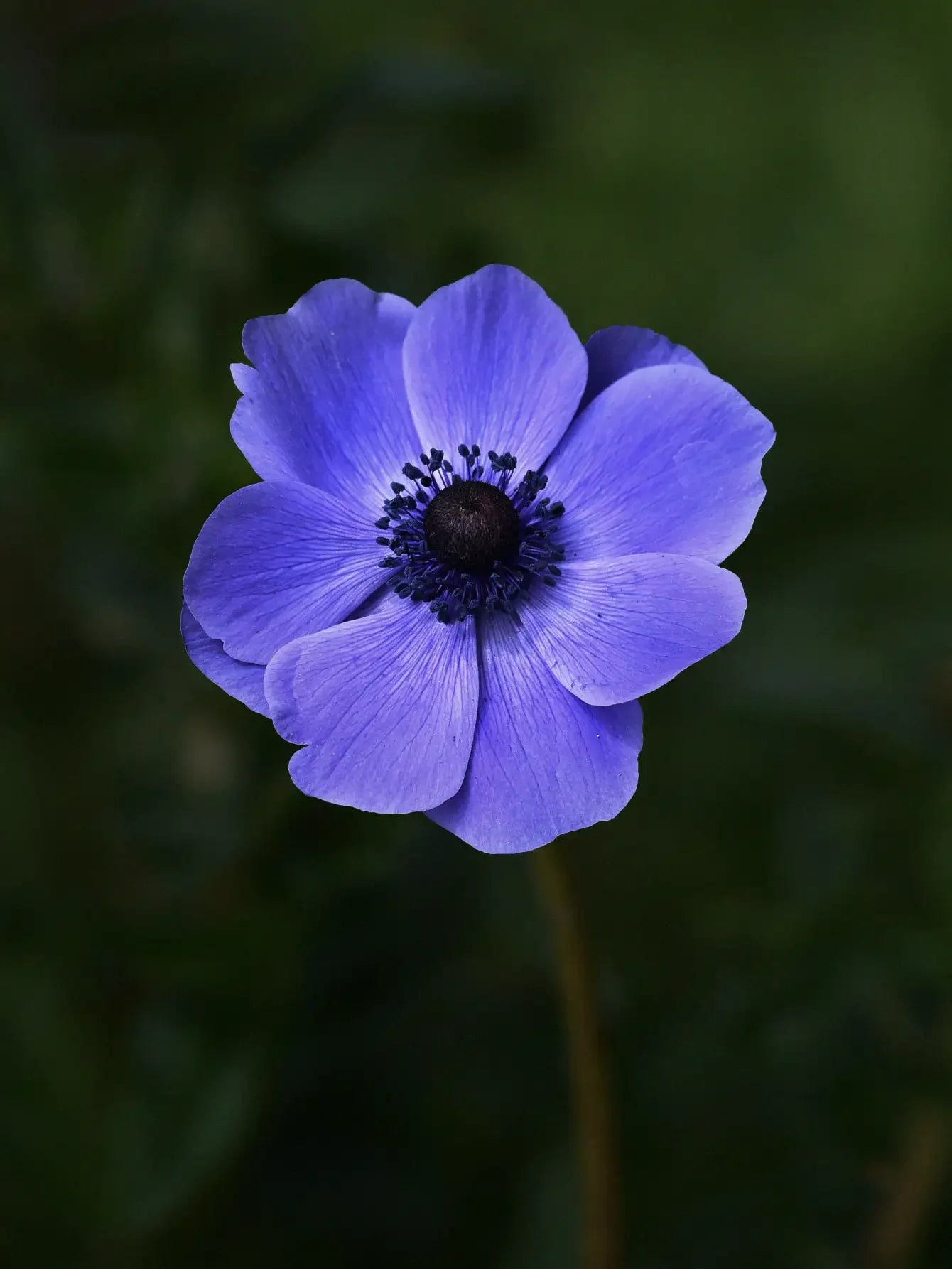 Anemone 'Mr Fokker' – Zetas Garden - Online Store Anemone 'Mr Fokker' – Zetas Garden - Online Store
