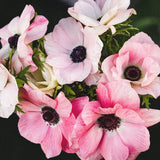 Anemone 'Rosa Chiaro'