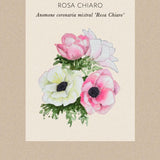 Anemone 'Rosa Chiaro'