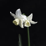 Daffodil 'Thalia'
