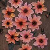 Dahlia 'Bishop's Children