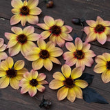 Dahlia 'Bishop's Children