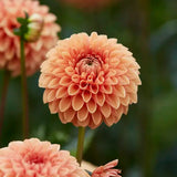 Dahlia 'Jowey Linda'