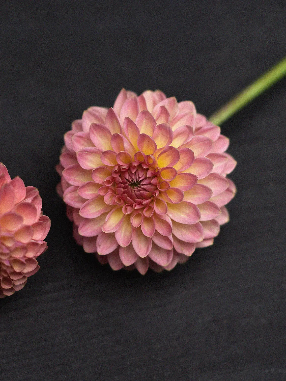DAHLIAさん専用 Dahlia 'L.A.T.E' – Zetas Garden - Online Store
