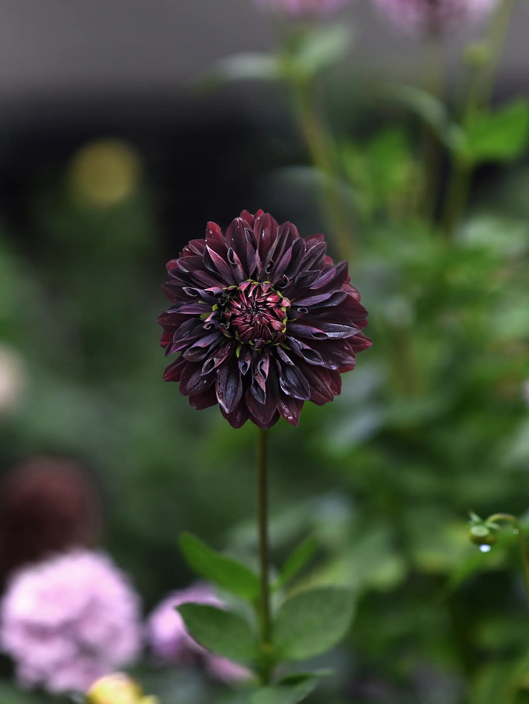 Dahlia 'Sturm Black Pearl'