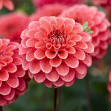 Dahlia 'Zundert Mystery Fox'