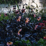 Dahlia 'Bishop's Children