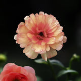 Butterfly Ranunculus 'Butterfly Eris'®