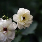 Butterfly Ranunculus 'Butterfly Graces'®