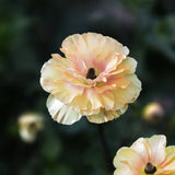 Butterfly Ranunculus 'Butterfly Vestalis'®
