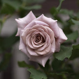 Floribunda Rose 'Koko Loko' Bare-root