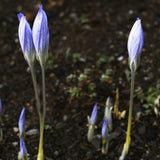 Autumn Crocus