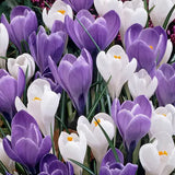 Crocus 'Blue Ice'