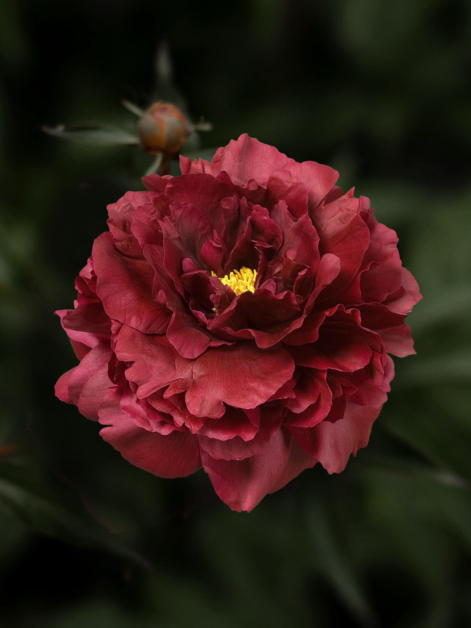 black beauty peony flower seeds Peony 'Black Beauty' – Bare Root
