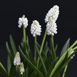 Muscari 'White Magic'