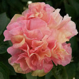Peony 'Lois Choice' – Bare Root