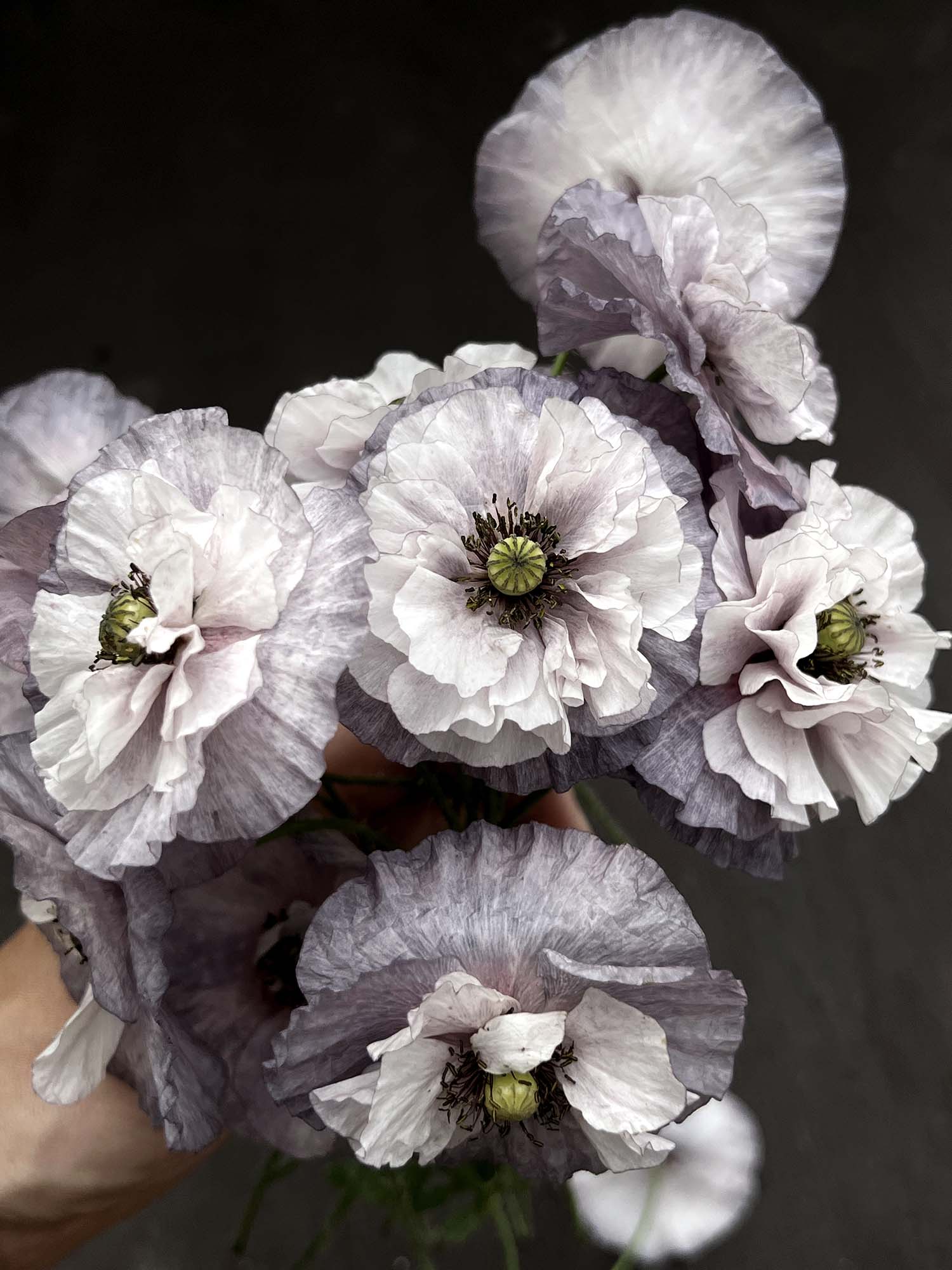 grey poppy flower seeds Poppy 'Amazing Grey'