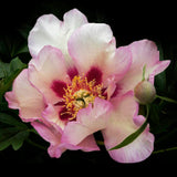 Peony (Itoh) 'Callie’s Memory' – Bare Root
