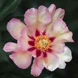 Peony (Itoh) 'Callie’s Memory' – Bare Root
