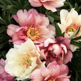 Peony (Itoh) 'Julia Rose' - Bare root