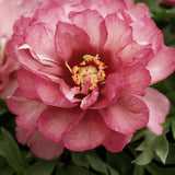 Peony (Itoh) 'Julia Rose' - Bare root
