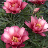 Peony (Itoh) 'Julia Rose' - Bare root