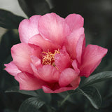 Peony (Itoh) 'Julia Rose' - Bare root